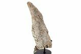 Huge, Triassic Amphibian (Metoposaurus) Clavicle Bone - Arizona #242317-2